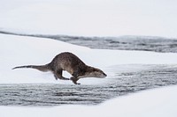 River otter dive sequence. Original public domain image from Flickr