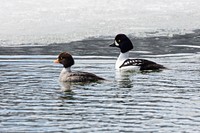 Barrow’s goldeneye breeding pair by Jacob W. Frank. Original public domain image from Flickr