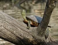 Red-eared sliderA red-eared slider basking in the sun on a log at Port Louisa National Wildlife Refuge in Iowa.Photo by Jessica Bolser/USFWS. Original public domain image from Flickr