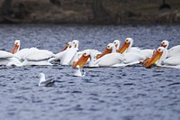 American white pelicans foragingPhoto by Courtney Celley/USFWS. Original public domain image from Flickr