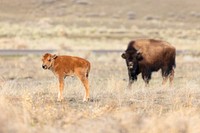 First red dog sighting near the North Entrance by Jacob W. Frank. Original public domain image from Flickr