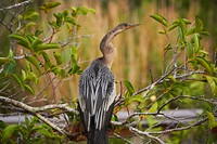 Female anhinga