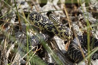 Florida Kingsnake