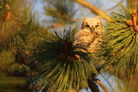 Great horned owl atthe Caribou-Targhee National Forest. Original public domain image from Flickr