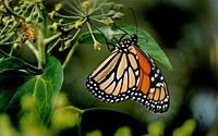 Monarch butterfly. Amazing what a small compact point and shoot camera can do. Original public domain image from Flickr