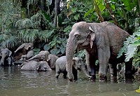 Elephants galore. The attraction simulates a riverboat cruise down several major rivers of Asia, Africa and South America. Park guests board replica tramp steamers from a 1930s British explorers' lodge and are taken on a voyage past many different Audio-Animatronic jungle animals. Original public domain image from Flickr