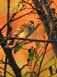 Field sparrow. Original public domain image from Flickr