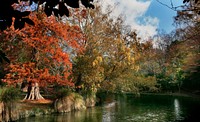 Autumn Hagley Park, New Zealand. Original public domain image from Flickr