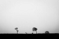 Misty field in black and white. Original public domain image from Flickr