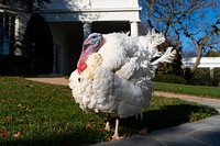 National Thanksgiving Turkey, prepares to be pardoned. Original public domain image from Flickr