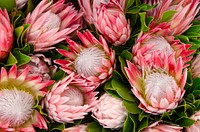Originally from South Africa, the lush protea makes delightful addition to bouquets or holiday wreaths. Protea grow only in California and Hawaii in the United States, with 67 operations producing in 2019. Original public domain image from Flickr