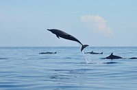Dolphin pod swimming in ocean. Original public domain image from Flickr