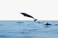 Dolphin jumping border background, off white design psd