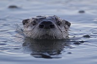 Otter in a lake. Original public domain image from Flickr