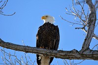 Bald eagle on a winter day at Ottawa National Wildlife Refuge. Original public domain image from Flickr
