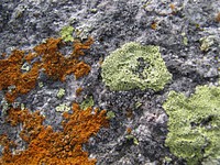 Yellow Map Lichen, Single-spored Map Lichen, and Elegant Sunburst Lichen at Huron National Wildlife RefugePhoto by USFWS. Original public domain image from Flickr