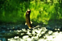 A trout is caught in the Little Weiser River near Big Flat Campground on the Payette National Forest, USA. Original public domain image from Flickr