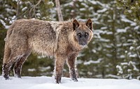 Wolf in snow. Original public domain image from Flickr