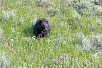 A blackbear in Lamar Valleyby Jacob W. Frank. Original public domain image from Flickr