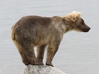 Young brown bear on a rock. Original public domain image from Flickr