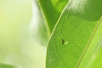 Monarch caterpillar on common milkweedA recently hatched monarch caterpillar on a common milkweed leaf.Photo by Courtney Celley/USFWS. Original public domain image from Flickr