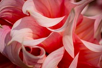 Closeup of pink flower background, macro shot. Original public domain image from Flickr