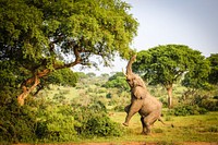 African elephant in Murchison Falls National Park