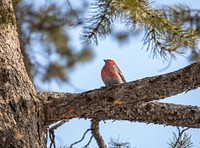 Pine Grosbeak by Jim Peaco. Original public domain image from Flickr