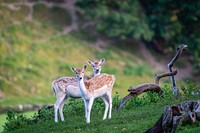 Deer in nature. Original public domain image from Flickr