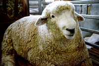 Sheep in Expo Prado 2020. Original public domain image from Flickr