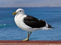 The black-backed gull is the largest gull in New Zealand. In the adult, the head, neck, underparts, rump and tail are white, the back and upper wings are black with a narrow white trailing edge. The bill is yellow with a red spot at the tip of the lower bill. The eye is pale yellow and the legs greenish yellow. Original public domain image from Flickr