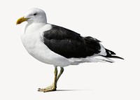 Seagull bird sticker, animal isolated image psd