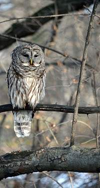 Barred OwlBarred owl perched in a tree.Photo by Mara Koenig/USFWS. Original public domain image from Flickr