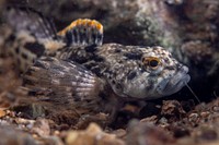 Checkered sculpin. Original public domain image from Flickr