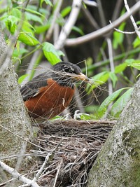 American Robin building nest. Original public domain image from Flickr