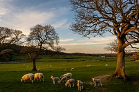 Herd of sheep grazing in the evening. Original public domain image from Flickr