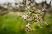 Blooming cherry blossom, spring background. Original public domain image from Flickr