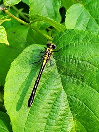 Midland clubtail dragonfly. Original public domain image from Flickr