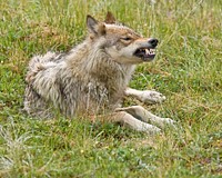 Wolf Snarl. Original public domain image from Flickr