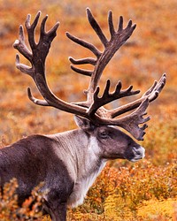 Caribou. Original public domain image from Flickr