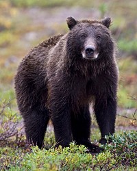 Dark Grizzly. Original public domain image from Flickr