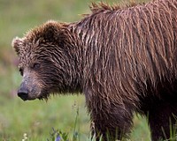 Bear Yearling. Original public domain image from Flickr