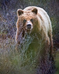 Bear in Bush. Original public domain image from Flickr