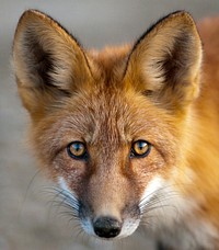 Fox. Original public domain image from Flickr