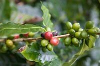 Raw coffee beans. Original public domain image from <a href="https://www.flickr.com/photos/peacecorps/5655262960/" target="_blank">Flickr</a>