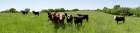 Some of the 65 cattle and 30 calves that are born, raised and roam the pastures of Brookview Farm Manakin-Sabot, VA, eating grass or resting under shade trees on Thursday, May 5, 2011 in one of many farms participating with Fall Line Farms a local food cooperative in the Richmond, VA area that offers a wide variety of household food staples and specialty items on an ever changing inventory of fruits, vegetables, meats, soaps, eggs, cheeses, flowers, honey, pastas, sauces, syrups, baked goods, mushrooms, flour and grains.