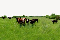 Cow ranch border background, off white design psd