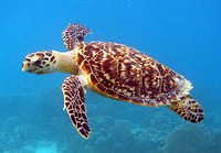 Hawksbill Sea Turtle. Original public domain image from <a href="https://www.flickr.com/photos/usfwssoutheast/5840602412/" target="_blank">Flickr</a>