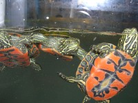 Cooter hatchlings swimming. Original public domain image from Flickr