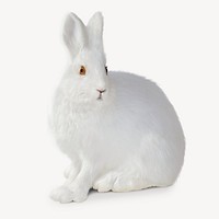 White rabbit sticker, animal isolated image psd